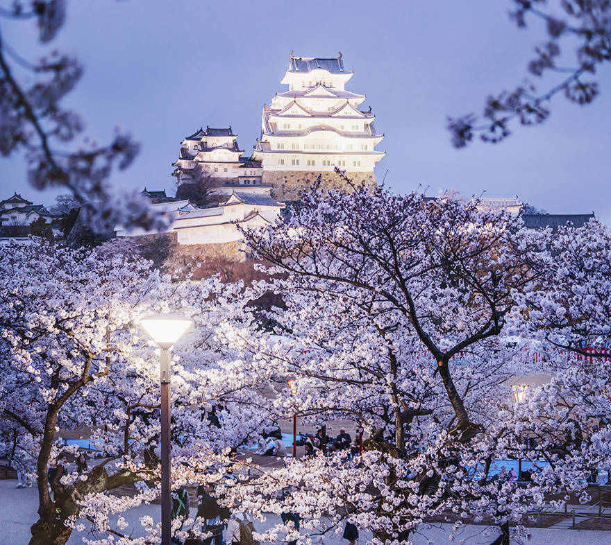 日本樱花