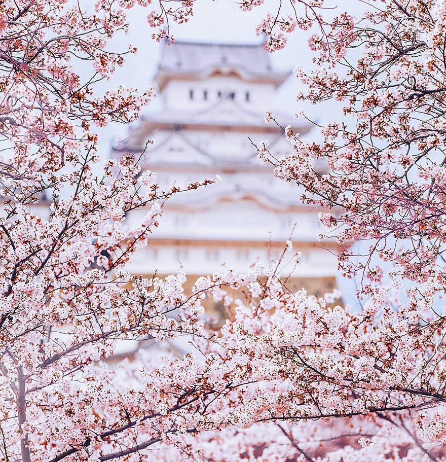 日本樱花