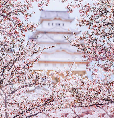 日本樱花