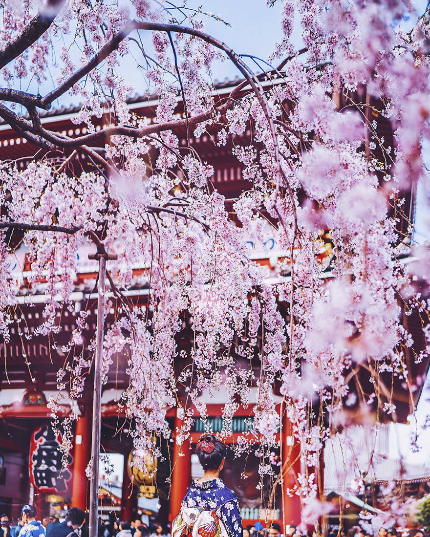 日本樱花