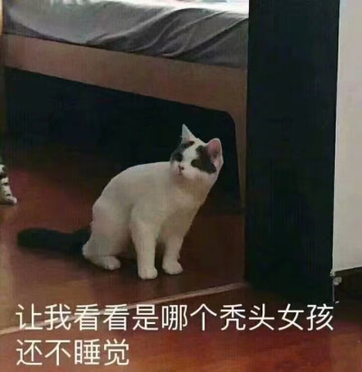 表情包