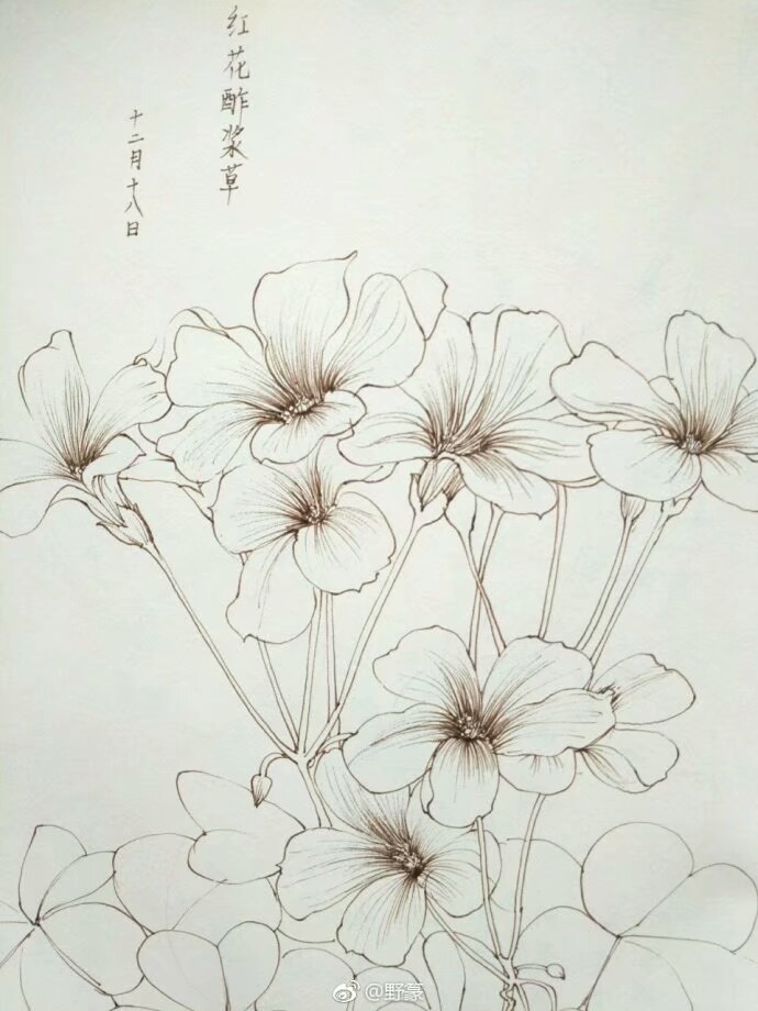 花卉线稿