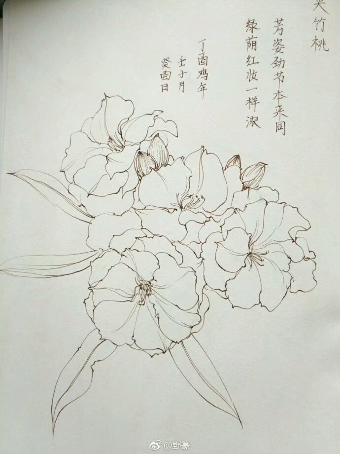 花卉线稿