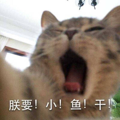 萌宠喵喵