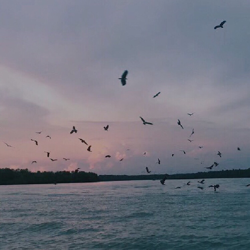 背景图 海与鸟