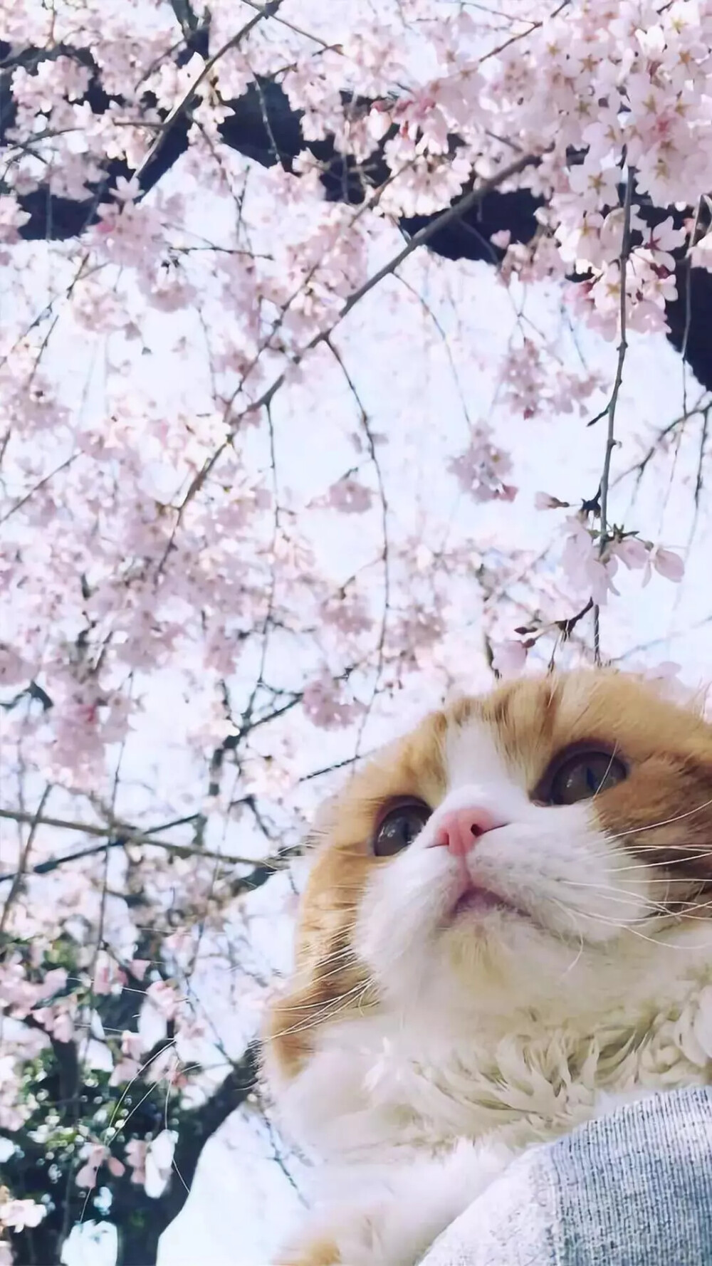 花猫