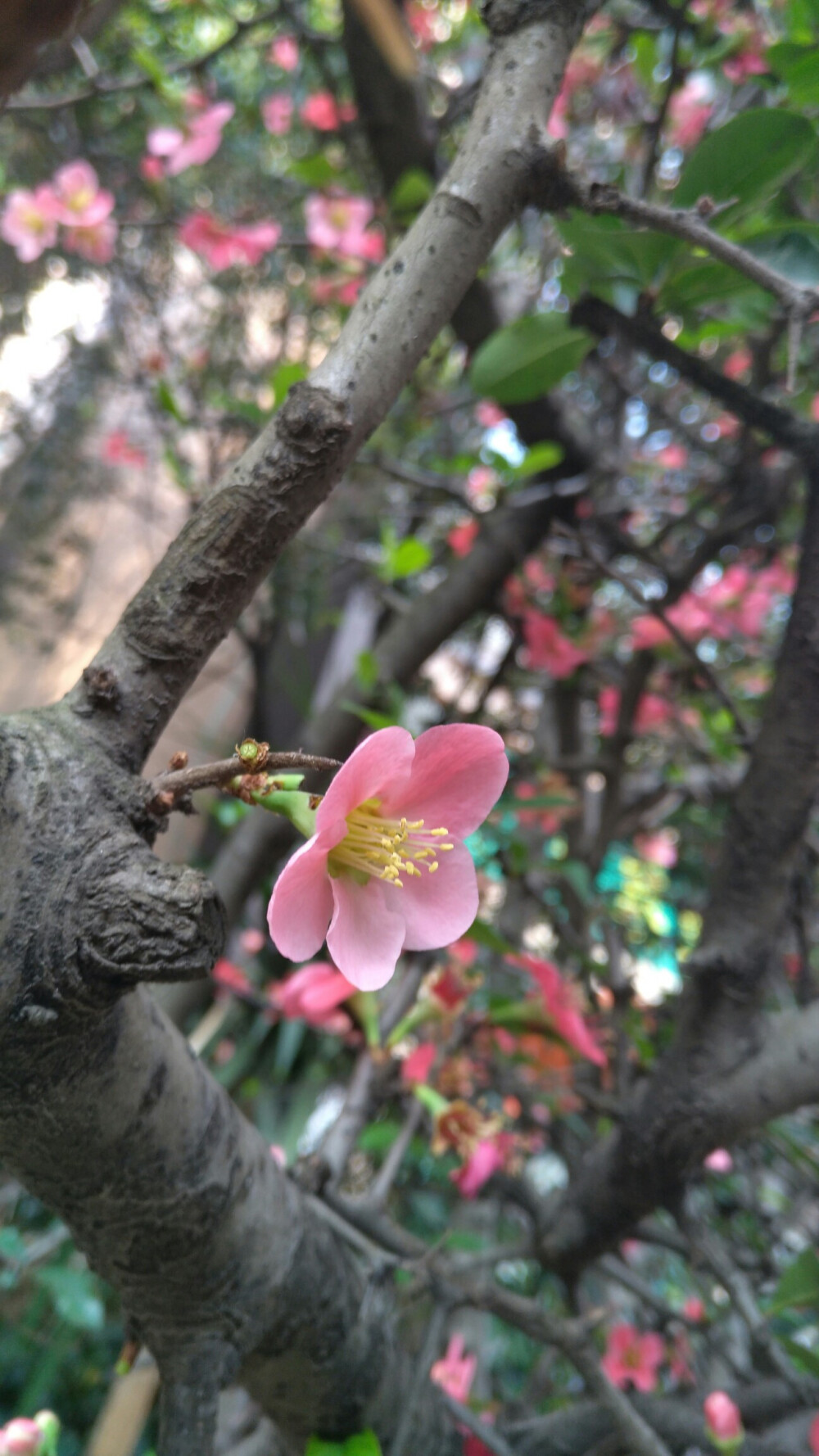 开在校园一角的酸木瓜花酸木瓜花 酸木瓜（Chaenomeles sinensis）别称:木梨、光皮木瓜；蔷薇科，木瓜属