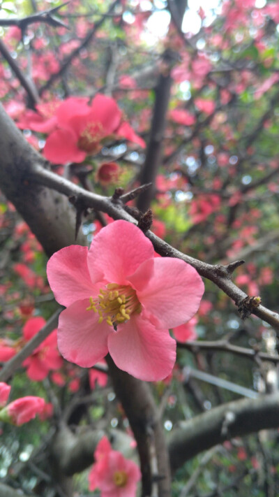 开在校园一角的酸木瓜花酸木瓜花 酸木瓜（Chaenomeles sinensis）别称:木梨、光皮木瓜；蔷薇科，木瓜属