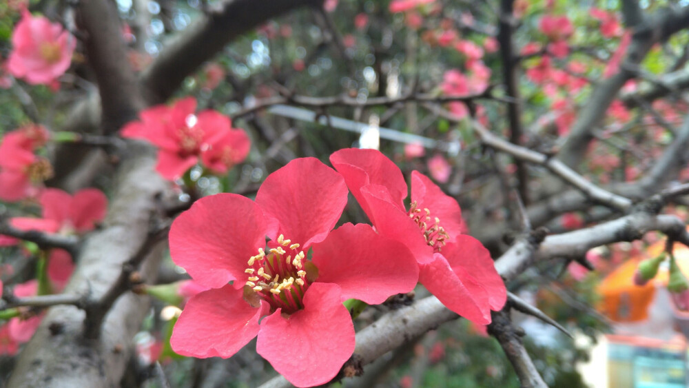 开在校园一角的酸木瓜花酸木瓜花 酸木瓜（Chaenomeles sinensis）别称:木梨、光皮木瓜；蔷薇科，木瓜属