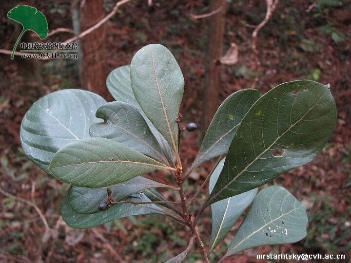 > 樟科 Lauraceae >> 楠属 Phoebe
浙江楠 Phoebe chekiangensis
乔木，高达20米；树皮淡黄褐色，薄片脱落。小枝具棱，密被黄褐或灰黑色柔毛或绒毛。叶倒卵状椭圆形或倒卵状披针形，稀披针形，长(7)8-13(-17)厘米，宽3.5-5(-7)厘米，先端渐尖，基部楔形或近圆，上面幼时被毛，后无毛，下面被灰褐色柔毛,脉上被长柔毛，上面中脉及侧脉凹下，侧脉8-H)对，横脉及细脉密集，下面明显；叶柄长1-1.5厘米，被毛。圆锥花序长5-10厘米，被毛。花被片两面被毛；花丝被毛。果椭圆状卵圆形，长1.2-1.5厘米，被白粉；宿存花被片革质，紧贴；种子多胚性；子叶不等大。花期4-5月，果期9-10月。
