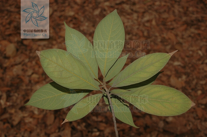 > 樟科 Lauraceae >> 楠属 Phoebe
浙江楠 Phoebe chekiangensis
乔木，高达20米；树皮淡黄褐色，薄片脱落。小枝具棱，密被黄褐或灰黑色柔毛或绒毛。叶倒卵状椭圆形或倒卵状披针形，稀披针形，长(7)8-13(-17)厘米，宽3.5-5(-7)厘米，先端渐尖，基部楔形或近圆，上面幼时被毛，后无毛，下面被灰褐色柔毛,脉上被长柔毛，上面中脉及侧脉凹下，侧脉8-H)对，横脉及细脉密集，下面明显；叶柄长1-1.5厘米，被毛。圆锥花序长5-10厘米，被毛。花被片两面被毛；花丝被毛。果椭圆状卵圆形，长1.2-1.5厘米，被白粉；宿存花被片革质，紧贴；种子多胚性；子叶不等大。花期4-5月，果期9-10月。
