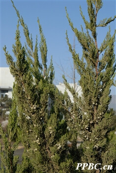 > 柏科 Cupressaceae >> 圆柏属 Sabina
龙柏 Sabina chinensis 'Kaizuca
树冠圆柱状或柱状塔形；枝条向上直展，常有扭转上升之势，小枝密、在枝端成几相等长之密簇；鳞叶排列紧密，幼嫩时淡黄绿色，后呈翠绿色；球果蓝色，微被白粉。
