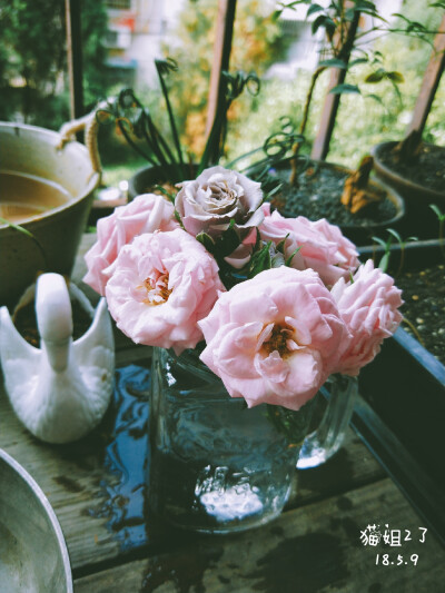 将花枝剪下放澜记的玻璃瓶里，美美哒～修剪后的微月还会再开花～