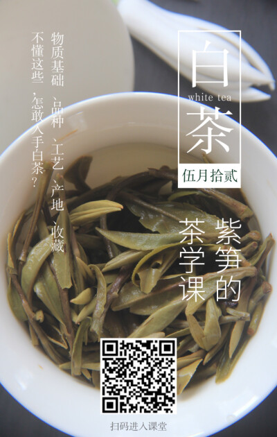 白茶课