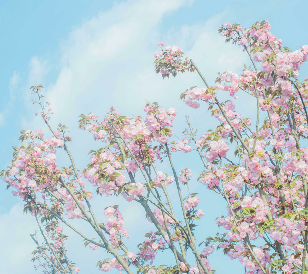 鹿鹿の
键盘 主页 壁纸 Minimalist Harajuku