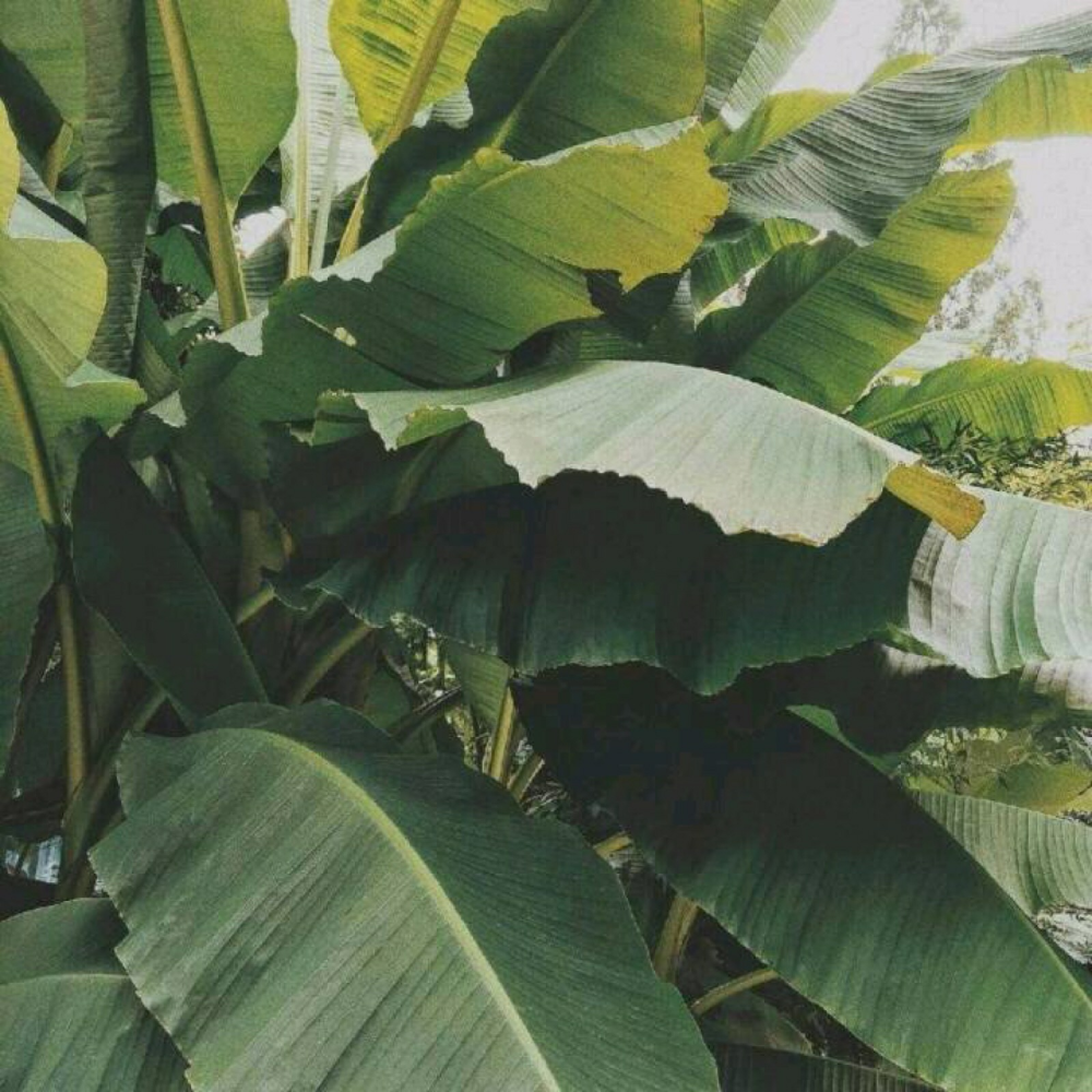 鹿鹿の
键盘 主页 壁纸 Minimalist Harajuku