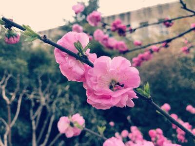 樱花
蓝天
白云
风景