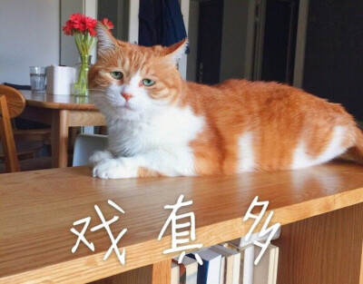 橘猫表情包