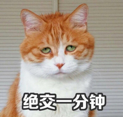 橘猫表情包