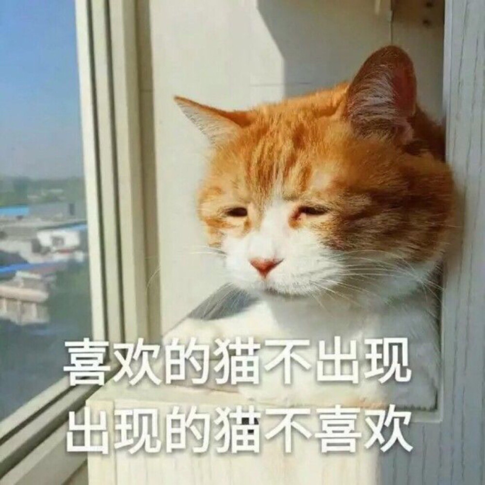 橘猫表情包