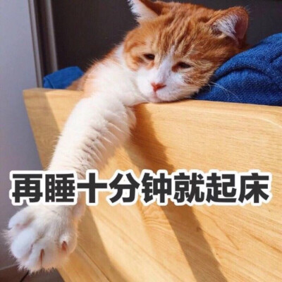 橘猫表情包