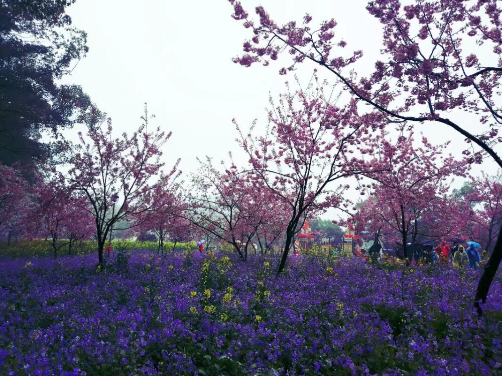 武汉大学