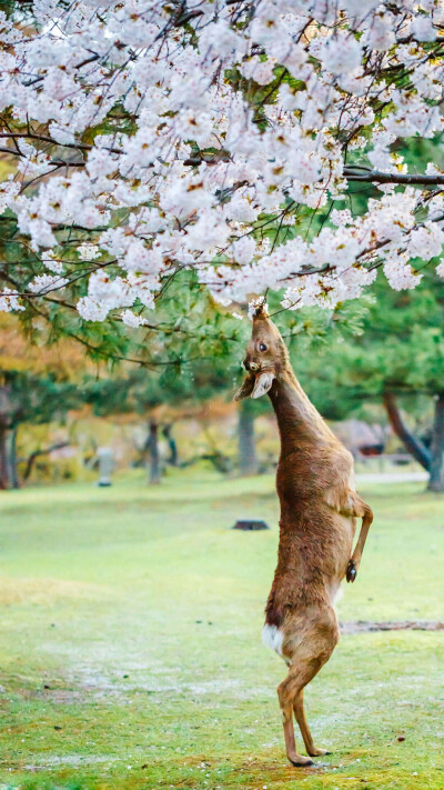 日本