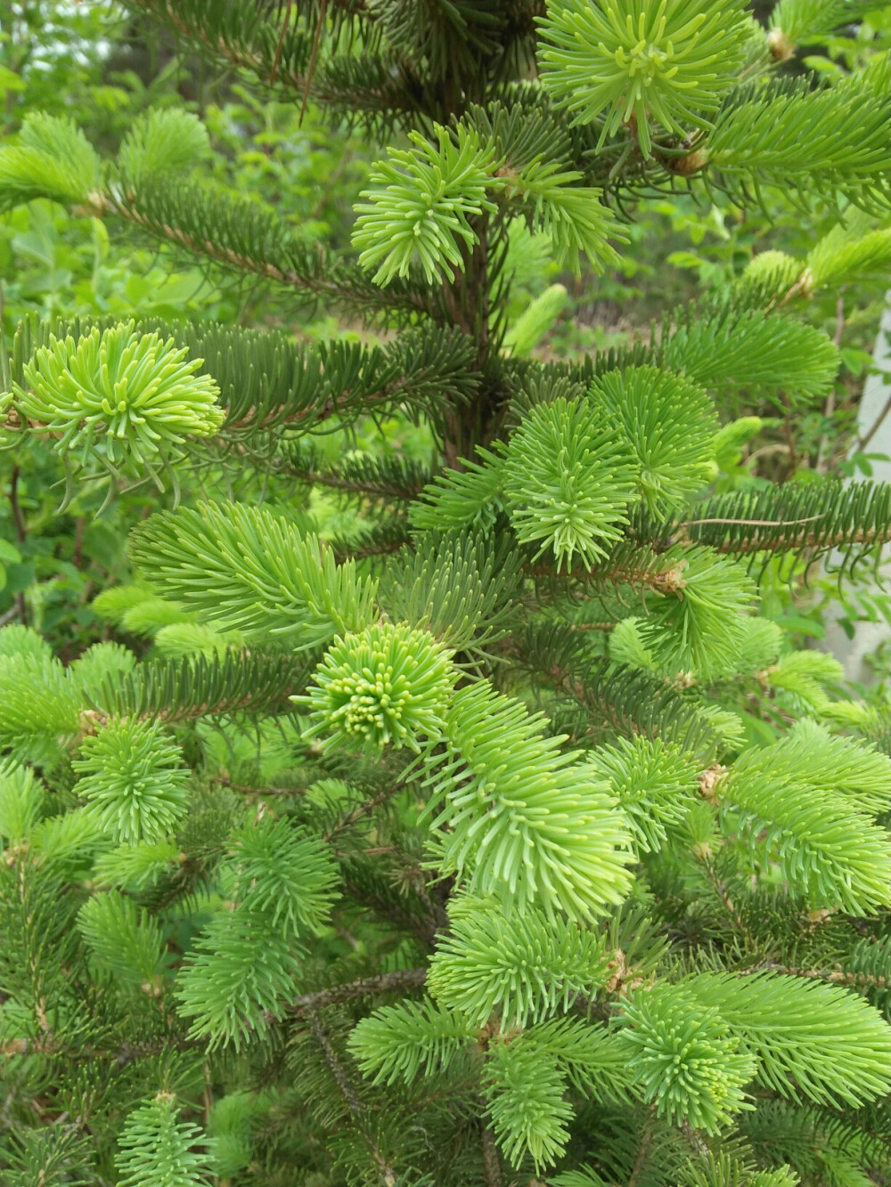 春天山野