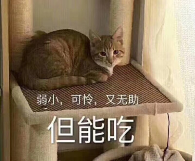 杂品 朋友圈表情包