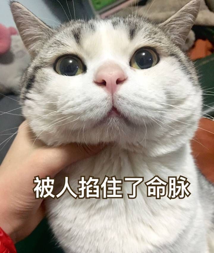 猫 表情包