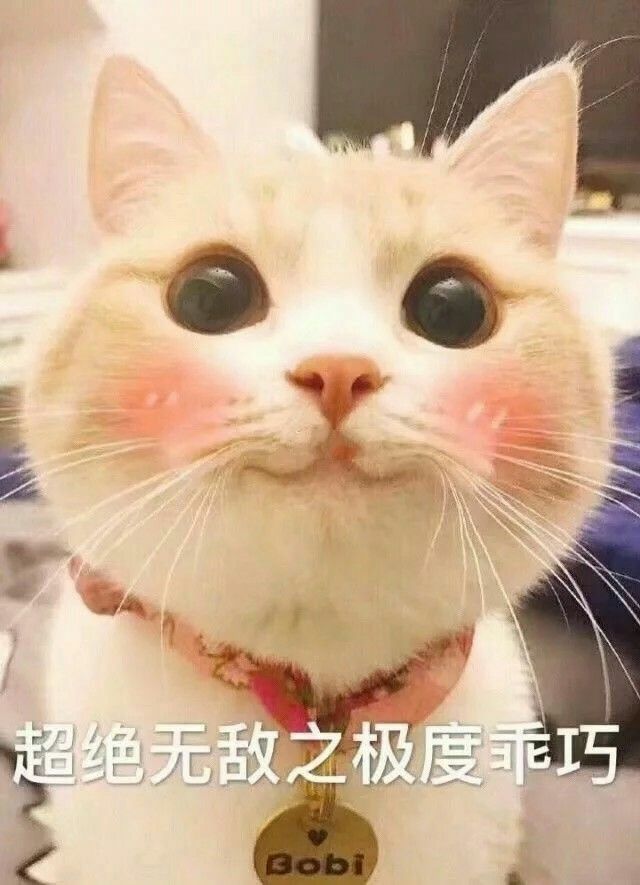 猫 表情包