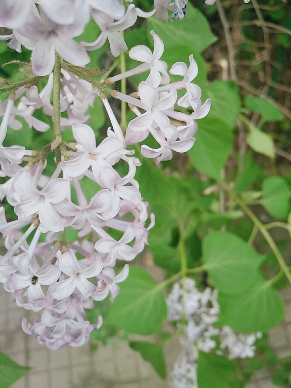 丁香花