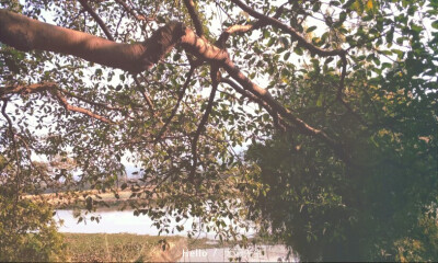 夏天 夏日 风景 清晨 地方 小镇 天空 树木