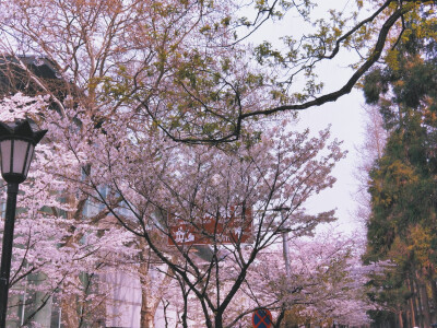 鸡鸣寺 樱花