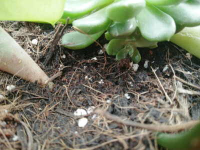 多肉植物和仙人掌