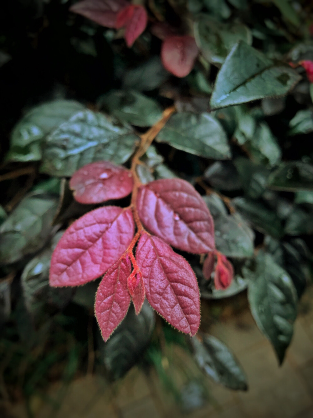 细雨点红叶