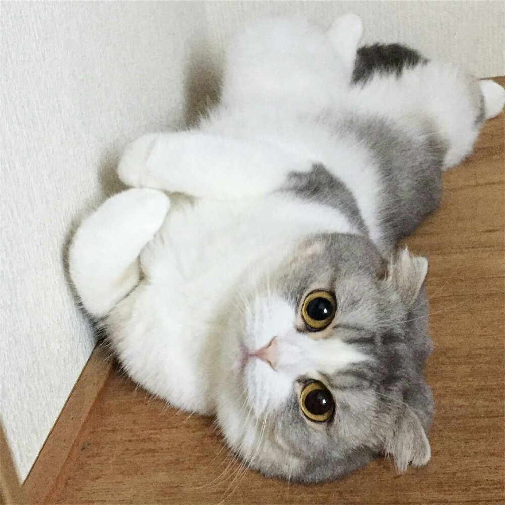 猫 来源:ig