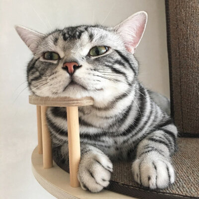 猫
来源:ig