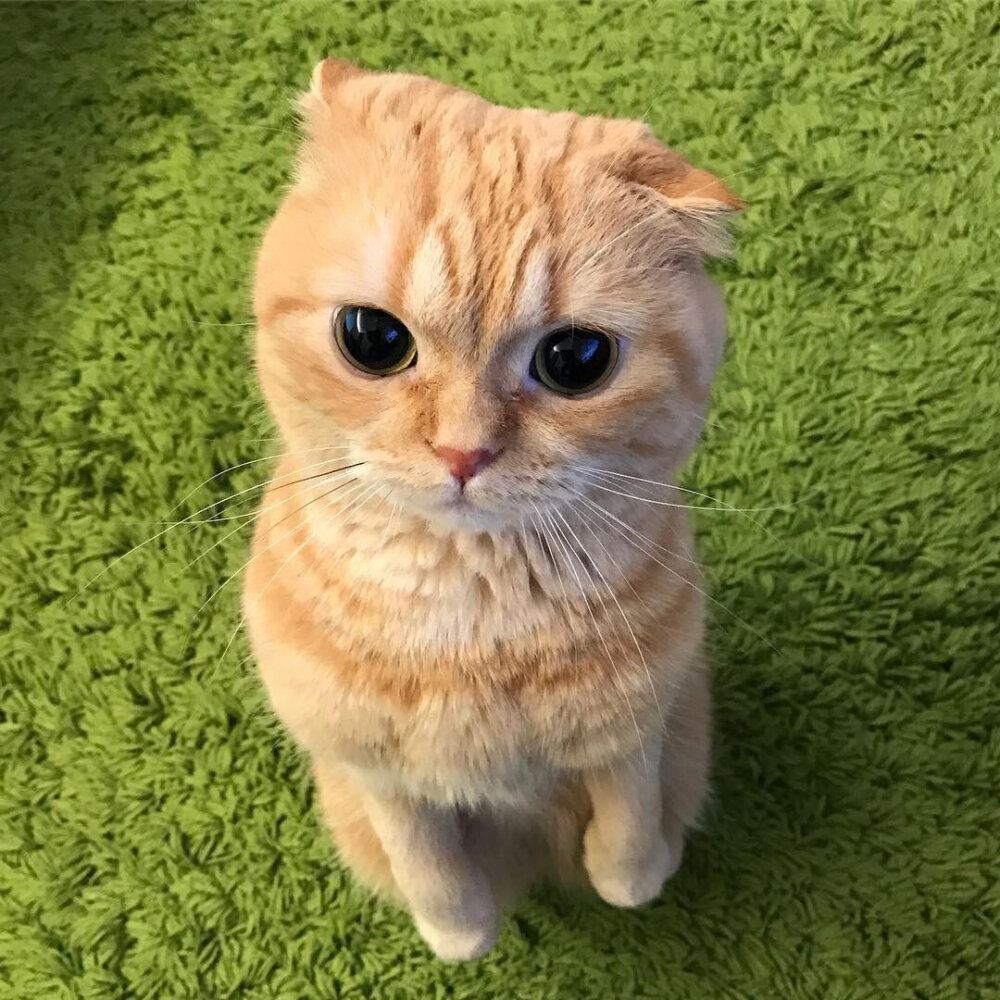 猫
来源:ig