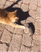 猫咪“好的 动物界欠你一个奥斯卡”戏精老鼠 也是没谁了。搞笑GIF动态图。