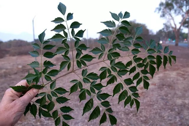 苦楝（Melia azedarach L.）
苦楝（楝、楝树）是楝科楝属下的一种，产我国黄河以南各省区，较常见；生于低海拔旷野、路旁或疏林中，目前已广泛引为栽培。广布于亚洲热带和亚热带地区，温带地区也有栽培。
苦楝属于落叶乔木，高15-20米；树皮灰褐色，纵裂。分枝广展，小枝有叶痕。叶为2-3回奇数羽状复叶，长20-40厘米；小叶对生，卵形、椭圆形至披针形，顶生一片通常略大，长3-7厘米，边缘有钝锯齿，幼时被星状毛，后两面均无毛，圆锥花序约与叶等长，花芳香；花瓣淡紫色，倒卵状匙形，两面均被微柔毛，雄蕊管紫色，花药10枚，花柱细长，柱头头状，核果球形至椭圆形，长1-2厘米。
花期4-5月，果期10-12月。
