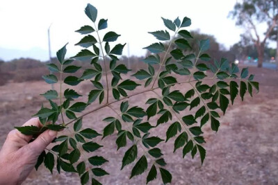 苦楝（Melia azedarach L.）
苦楝（楝、楝树）是楝科楝属下的一种，产我国黄河以南各省区，较常见；生于低海拔旷野、路旁或疏林中，目前已广泛引为栽培。广布于亚洲热带和亚热带地区，温带地区也有栽培。
苦楝属于…