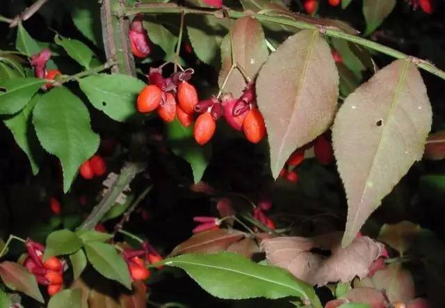 卫矛（Euonymus alatus (Thunb.) Sieb.）
卫矛（鬼箭羽）是卫矛科卫矛属下的一种，现多为原变种var. alatus，
卫矛属于落叶灌木，高1-3米；小枝常具2-4列宽阔木栓翅；冬芽圆形，芽鳞边缘具不整齐细坚齿。叶卵状椭圆形、窄长椭圆形，偶为倒卵形，长2-8厘米，边缘具细锯齿，两面光滑无毛；聚伞花序1-3花；花白绿色，直径约8毫米，4数；花瓣近圆形；雄蕊着生花盘边缘处，花丝极短，蒴果1-4深裂，裂瓣椭圆状，长7-8毫米。
花期5-6月，果期7-10月。
卫矛最大的特点是小枝上的木栓阔翅，辨识度很高，其早春初发的嫩叶和落叶期叶片均为红色。
