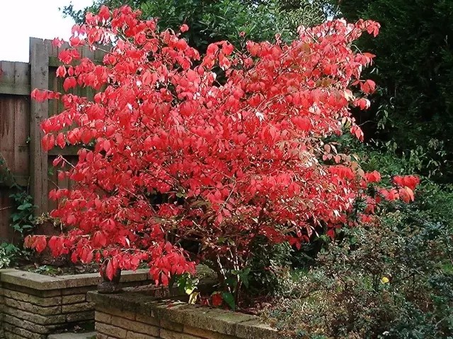 卫矛（Euonymus alatus (Thunb.) Sieb.）
卫矛（鬼箭羽）是卫矛科卫矛属下的一种，现多为原变种var. alatus，
卫矛属于落叶灌木，高1-3米；小枝常具2-4列宽阔木栓翅；冬芽圆形，芽鳞边缘具不整齐细坚齿。叶卵状椭圆形、窄长椭圆形，偶为倒卵形，长2-8厘米，边缘具细锯齿，两面光滑无毛；聚伞花序1-3花；花白绿色，直径约8毫米，4数；花瓣近圆形；雄蕊着生花盘边缘处，花丝极短，蒴果1-4深裂，裂瓣椭圆状，长7-8毫米。
花期5-6月，果期7-10月。
卫矛最大的特点是小枝上的木栓阔翅，辨识度很高，其早春初发的嫩叶和落叶期叶片均为红色。
