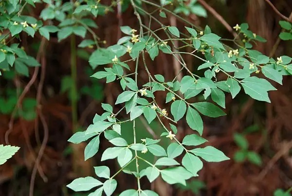 卫矛（Euonymus alatus (Thunb.) Sieb.）
卫矛（鬼箭羽）是卫矛科卫矛属下的一种，现多为原变种var. alatus，
卫矛属于落叶灌木，高1-3米；小枝常具2-4列宽阔木栓翅；冬芽圆形，芽鳞边缘具不整齐细坚齿。叶卵状椭圆形、窄长椭圆形，偶为倒卵形，长2-8厘米，边缘具细锯齿，两面光滑无毛；聚伞花序1-3花；花白绿色，直径约8毫米，4数；花瓣近圆形；雄蕊着生花盘边缘处，花丝极短，蒴果1-4深裂，裂瓣椭圆状，长7-8毫米。
花期5-6月，果期7-10月。
卫矛最大的特点是小枝上的木栓阔翅，辨识度很高，其早春初发的嫩叶和落叶期叶片均为红色。
