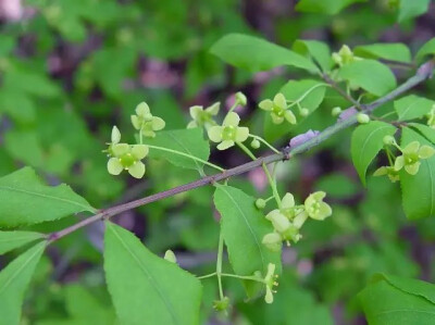 卫矛（Euonymus alatus (Thunb.) Sieb.）
卫矛（鬼箭羽）是卫矛科卫矛属下的一种，现多为原变种var. alatus，
卫矛属于落叶灌木，高1-3米；小枝常具2-4列宽阔木栓翅；冬芽圆形，芽鳞边缘具不整齐细坚齿。叶卵状椭圆…