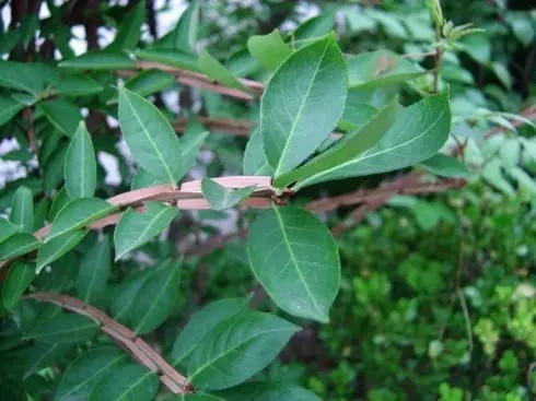 卫矛（Euonymus alatus (Thunb.) Sieb.）
卫矛（鬼箭羽）是卫矛科卫矛属下的一种，现多为原变种var. alatus，
卫矛属于落叶灌木，高1-3米；小枝常具2-4列宽阔木栓翅；冬芽圆形，芽鳞边缘具不整齐细坚齿。叶卵状椭圆形、窄长椭圆形，偶为倒卵形，长2-8厘米，边缘具细锯齿，两面光滑无毛；聚伞花序1-3花；花白绿色，直径约8毫米，4数；花瓣近圆形；雄蕊着生花盘边缘处，花丝极短，蒴果1-4深裂，裂瓣椭圆状，长7-8毫米。
花期5-6月，果期7-10月。
卫矛最大的特点是小枝上的木栓阔翅，辨识度很高，其早春初发的嫩叶和落叶期叶片均为红色。
