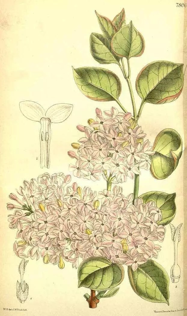  紫丁香（Syringa oblata Lindl.）
紫丁香是木犀科丁香属下的一种，原变种var. oblata，产于东北、华北、西北（除新疆）以至西南达四川西北部。长江以北各庭园普遍栽培。
紫丁香属于落叶灌木或小乔木，高可达5米；树皮灰褐色或灰色。小枝、花序轴、花梗、苞片、花萼、幼叶两面以及叶柄均无毛而密被腺毛（腺毛不是毛）。小枝较粗，疏生皮孔。叶片革质或厚纸质，卵圆形至肾形，宽常大于长，长2-14厘米，先端短凸尖至长渐尖或锐尖，基部心形、截形至近圆形，上面深绿色，下面淡绿色；萌枝上叶片常呈长卵形。
圆锥花序直立，由侧芽抽生，近球形或长圆形，长4-16(-20)厘米，宽3-7(-10)厘米；花萼长约3毫米，萼齿渐尖、锐尖或钝；花冠紫色，长1.1-2厘米，花冠管圆柱形，裂片呈直角开展，卵圆形、椭圆形至倒卵圆形，长3-6毫米，先端内弯略呈兜状或不内弯；花药黄色，位于距花冠管喉部0-4毫米处。果倒卵状椭圆形、卵形至长椭圆形，长1-1.5(-2)厘米，宽4-8毫米，先端长渐尖，光滑。
花期4-5月，果期6-10月。
