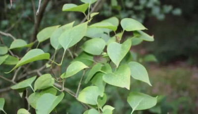  紫丁香（Syringa oblata Lindl.）
紫丁香是木犀科丁香属下的一种，原变种var. oblata，产于东北、华北、西北（除新疆）以至西南达四川西北部。长江以北各庭园普遍栽培。
紫丁香属于落叶灌木或小乔木，高可达5米；…