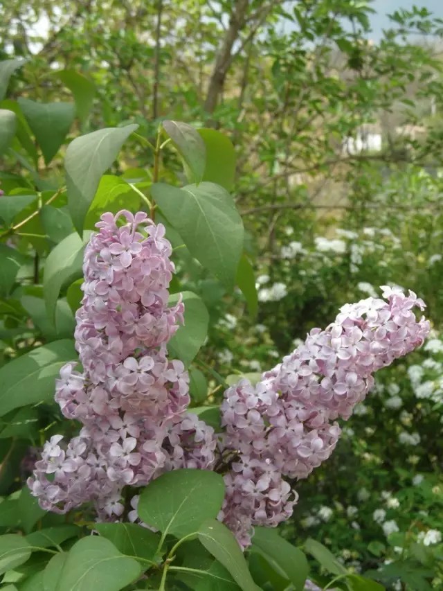  紫丁香（Syringa oblata Lindl.）
紫丁香是木犀科丁香属下的一种，原变种var. oblata，产于东北、华北、西北（除新疆）以至西南达四川西北部。长江以北各庭园普遍栽培。
紫丁香属于落叶灌木或小乔木，高可达5米；树皮灰褐色或灰色。小枝、花序轴、花梗、苞片、花萼、幼叶两面以及叶柄均无毛而密被腺毛（腺毛不是毛）。小枝较粗，疏生皮孔。叶片革质或厚纸质，卵圆形至肾形，宽常大于长，长2-14厘米，先端短凸尖至长渐尖或锐尖，基部心形、截形至近圆形，上面深绿色，下面淡绿色；萌枝上叶片常呈长卵形。
圆锥花序直立，由侧芽抽生，近球形或长圆形，长4-16(-20)厘米，宽3-7(-10)厘米；花萼长约3毫米，萼齿渐尖、锐尖或钝；花冠紫色，长1.1-2厘米，花冠管圆柱形，裂片呈直角开展，卵圆形、椭圆形至倒卵圆形，长3-6毫米，先端内弯略呈兜状或不内弯；花药黄色，位于距花冠管喉部0-4毫米处。果倒卵状椭圆形、卵形至长椭圆形，长1-1.5(-2)厘米，宽4-8毫米，先端长渐尖，光滑。
花期4-5月，果期6-10月。
